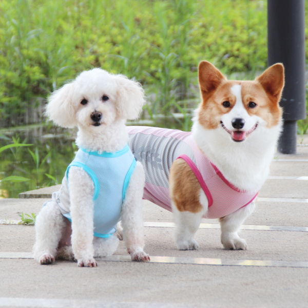 Talking Dog Club Coolios Cooling Vests for Dogs (Blue) Online Sale